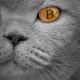 Telegram profile photo for Crypto Cat 🐈