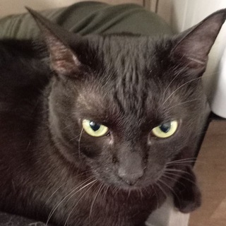 Telegram profile photo for Вехденская правда