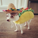 Telegram profile photo for $elperro Portal