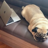 Telegram profile photo for DOGS TECHNOLOGY