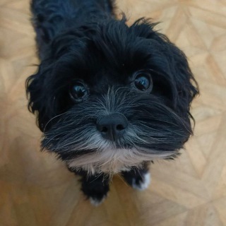 Telegram profile photo for ПЛЮША