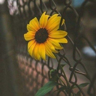 Telegram profile photo for " العُرْوَةُ الْوُثْقَىَ"