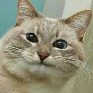 Telegram profile photo for место того кота