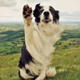 Telegram profile photo for Doggos