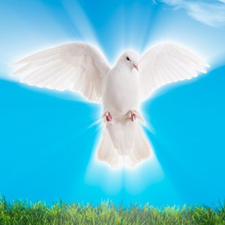 Telegram profile photo for Slovo TV Царёва