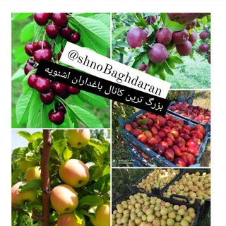 Telegram profile photo for میوه وسیب شنو باغداران🍎🍎🍒