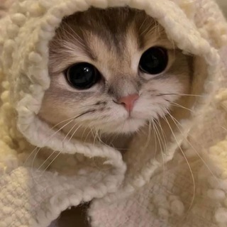 Telegram profile photo for مَعلِش .
