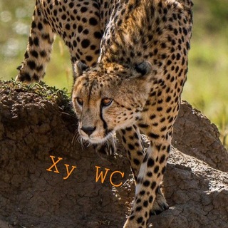 Telegram profile photo for Прочее
