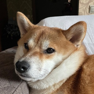 Telegram profile photo for Клуб фанатов кошки Наташки