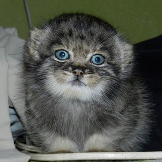 Telegram profile photo for Манульные беруши