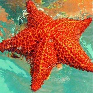 Telegram profile photo for π©π΄ Chao Cacao Tours ππ π RepΓΊblica Dominicana Excursiones π Punta Cana π Bayahibe π SamanΓ‘ π Ballenas Jorobadas π