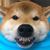 Telegram profile photo for Что показалось мне смешным сегодня