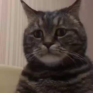 Telegram profile photo for Андроцид