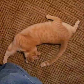 Telegram profile photo for Fear and Loathing in Catsville
