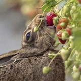 Telegram profile photo for Сад Клубнички