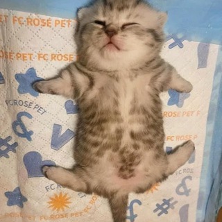 Telegram profile photo for Милые котята | Мемокотия