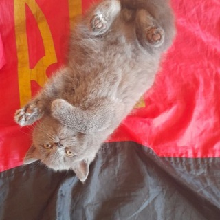 Telegram profile photo for Мої улюблені котики