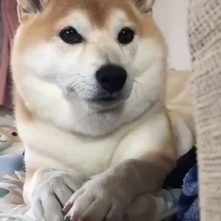 Telegram profile photo for v推扶贫话术教程通知频道