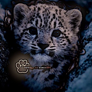 Telegram profile photo for Пᴏʍᴏщь ᴏᴛ Бᴀᴩᴄᴏʙᴏй