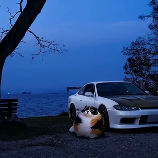 Telegram profile photo for здесь барсик