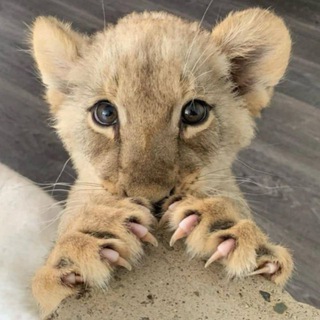 Telegram profile photo for withyou