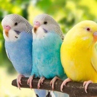 Telegram profile photo for Говорять меми