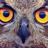Telegram profile photo for Owl's Nest