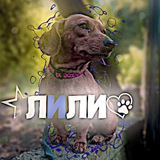 Telegram profile photo for Лили