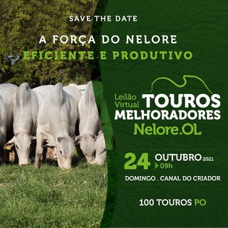 Telegram profile photo for Leilão Virtual Touros Melhoradores Nelore OL