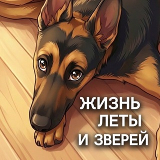 Telegram profile photo for Жизнь Леты и зверей