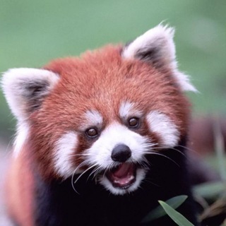Telegram profile photo for MetaKuma