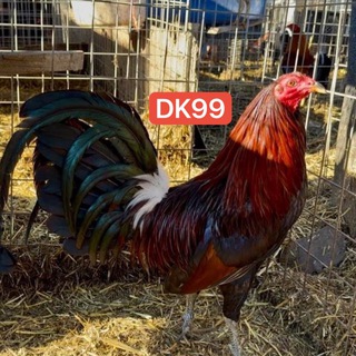 Telegram group profile photo for បក្សីផ្លែដែក K88 (Dorn King~DK99)