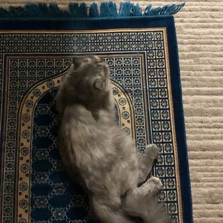 Telegram profile photo for صدقه جاريه لفقيدي
