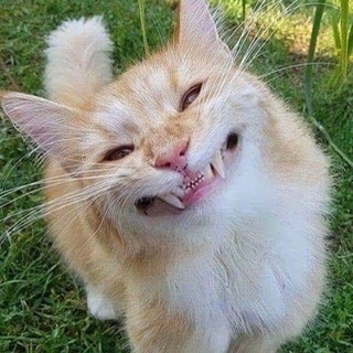 Telegram profile photo for 🫠La vida es shit🙃