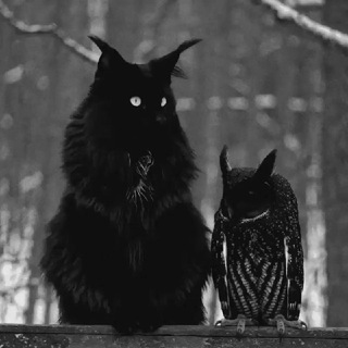 Telegram profile photo for I҉n҉v҉e҉s҉t҉i҉g҉a҉t҉i҉o҉n҉ A҉n҉o҉n҉Y҉m҉o҉u҉s҉