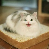 Telegram profile photo for Зверуша и Котятка. О политике для всех
