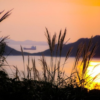 Telegram profile photo for Sunsets & trees