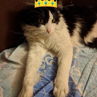 Telegram profile photo for Приключения Кузьмы