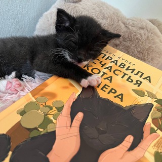 Telegram profile photo for Кот с книгой