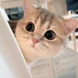 Telegram profile photo for Я краснею при тебе как…-