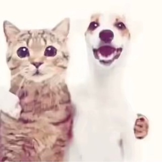 Telegram profile photo for shr