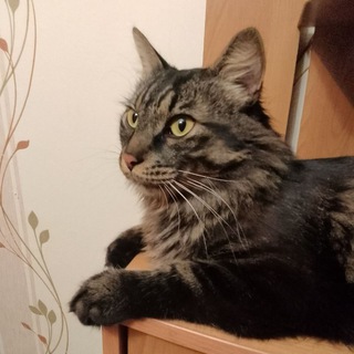 Telegram profile photo for Максим Фалилеев