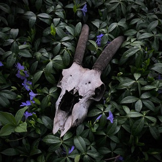 Telegram profile photo for p r i s m a t ø n e s