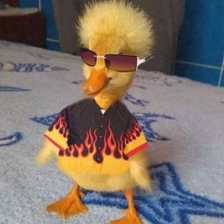 Telegram profile photo for ميمز تازه