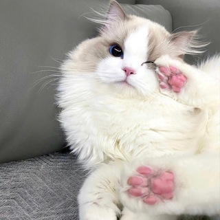 Telegram profile photo for 小奶猫滴窝~🧸(成都高升桥)🎀