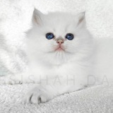 Telegram profile photo for پرورش و آموزش نگهداری گربه🐈⬛💗🐾