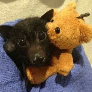 Telegram profile photo for 🦇Сірий плащ🦇