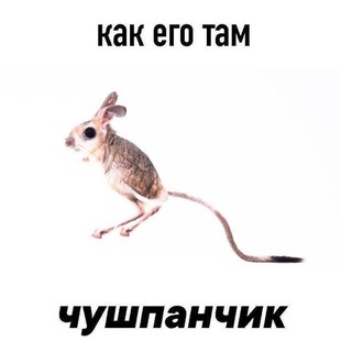 Telegram profile photo for Нора тушканчика |пвл|