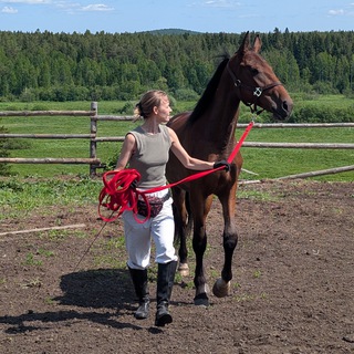 Telegram profile photo for ДНЕВНИК КОНЕВЛАДЕЛЬЦА