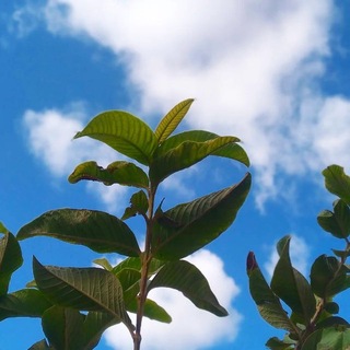 Telegram profile photo for العِبق